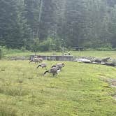 Review photo of Deer Mountain Campground by Elisabeth E., July 10, 2025