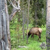 Review photo of Bridge Bay Campground — Yellowstone National Park by Sarah S., July 10, 2025