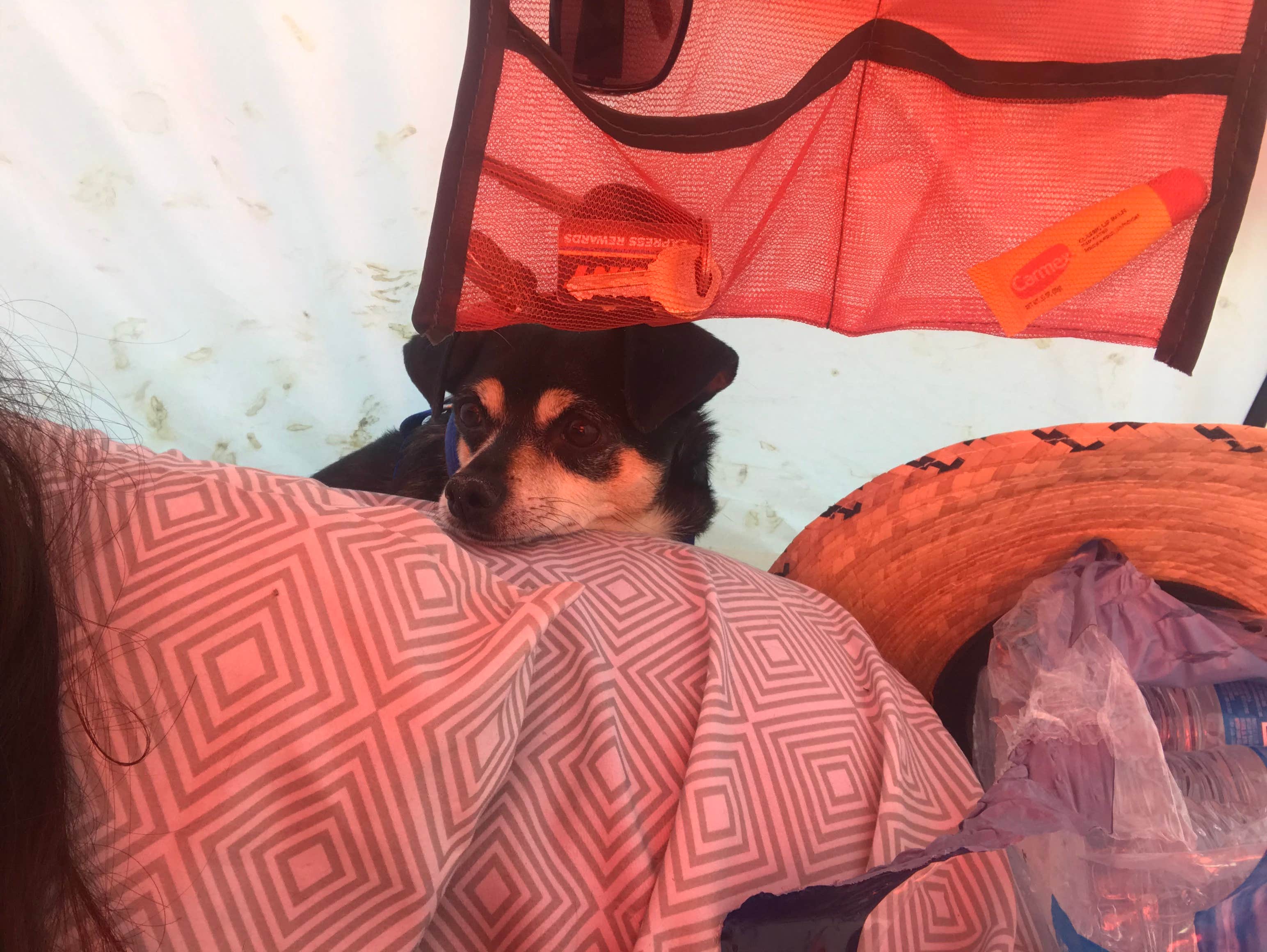 Leslie  I.'s photo of camping with pets at Lakeview Campground (Az) — Coconino National Forest Recreation near Flagstaff, AZ