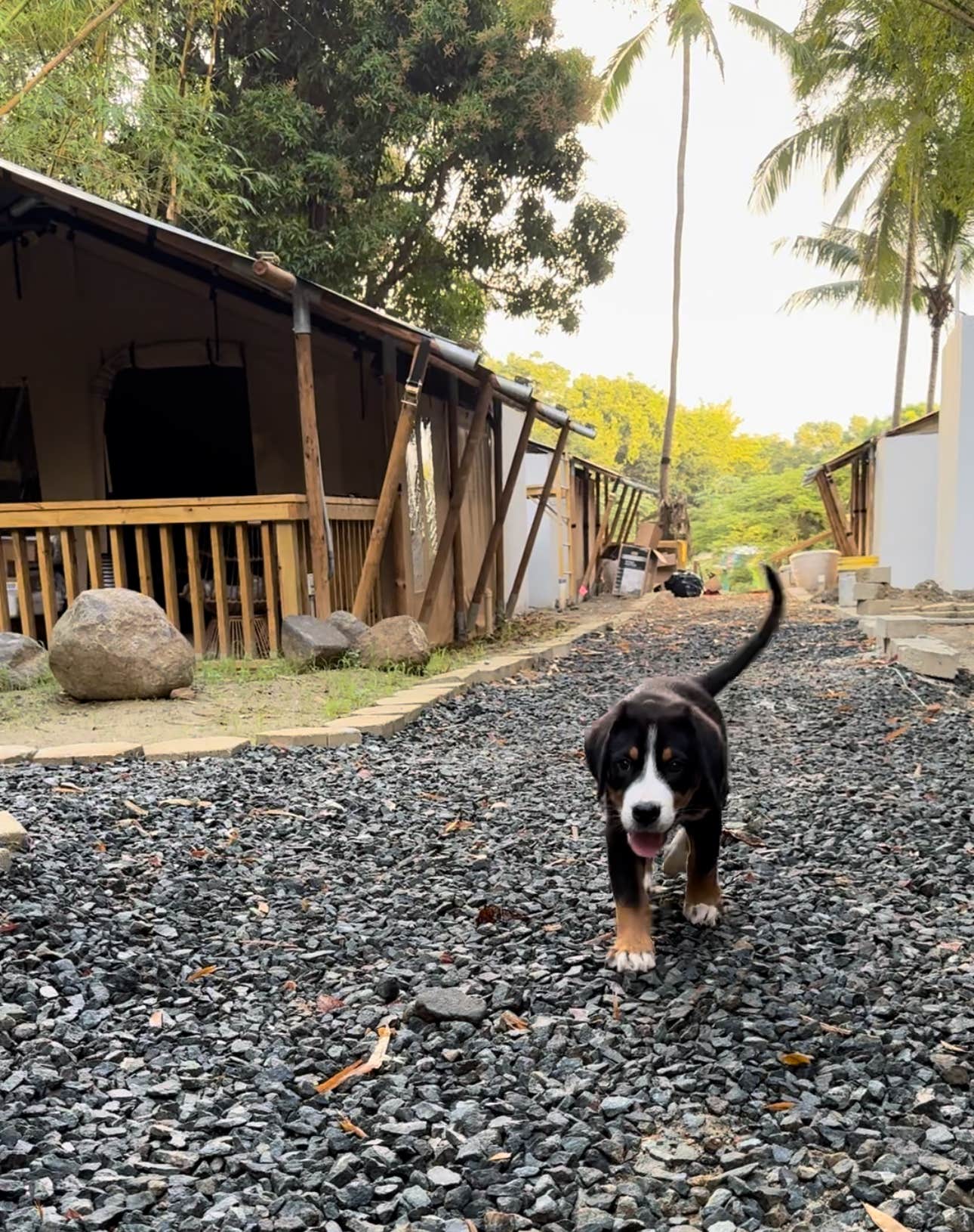 The Dyrt's photo of camping with pets at Jardin al Bosque Glamping in Puerto Rico