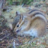 Review photo of Cougar Rock Campground — Mount Rainier National Park by Michael K., September 22, 2016
