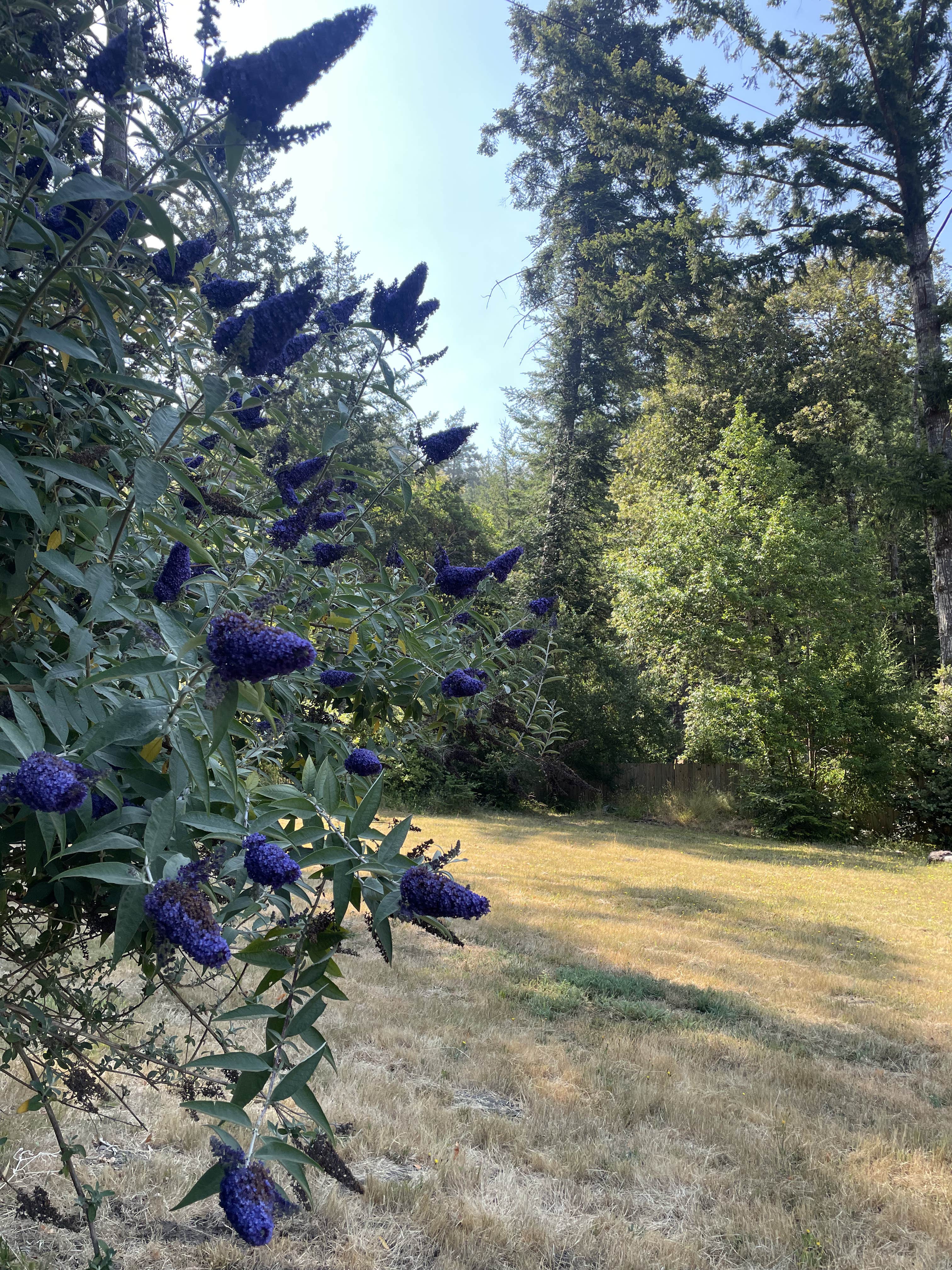 Camper submitted image from Evergreen Farm - 1