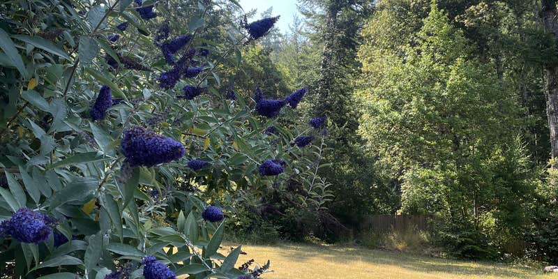 Camper submitted image from Petrolia Paradise