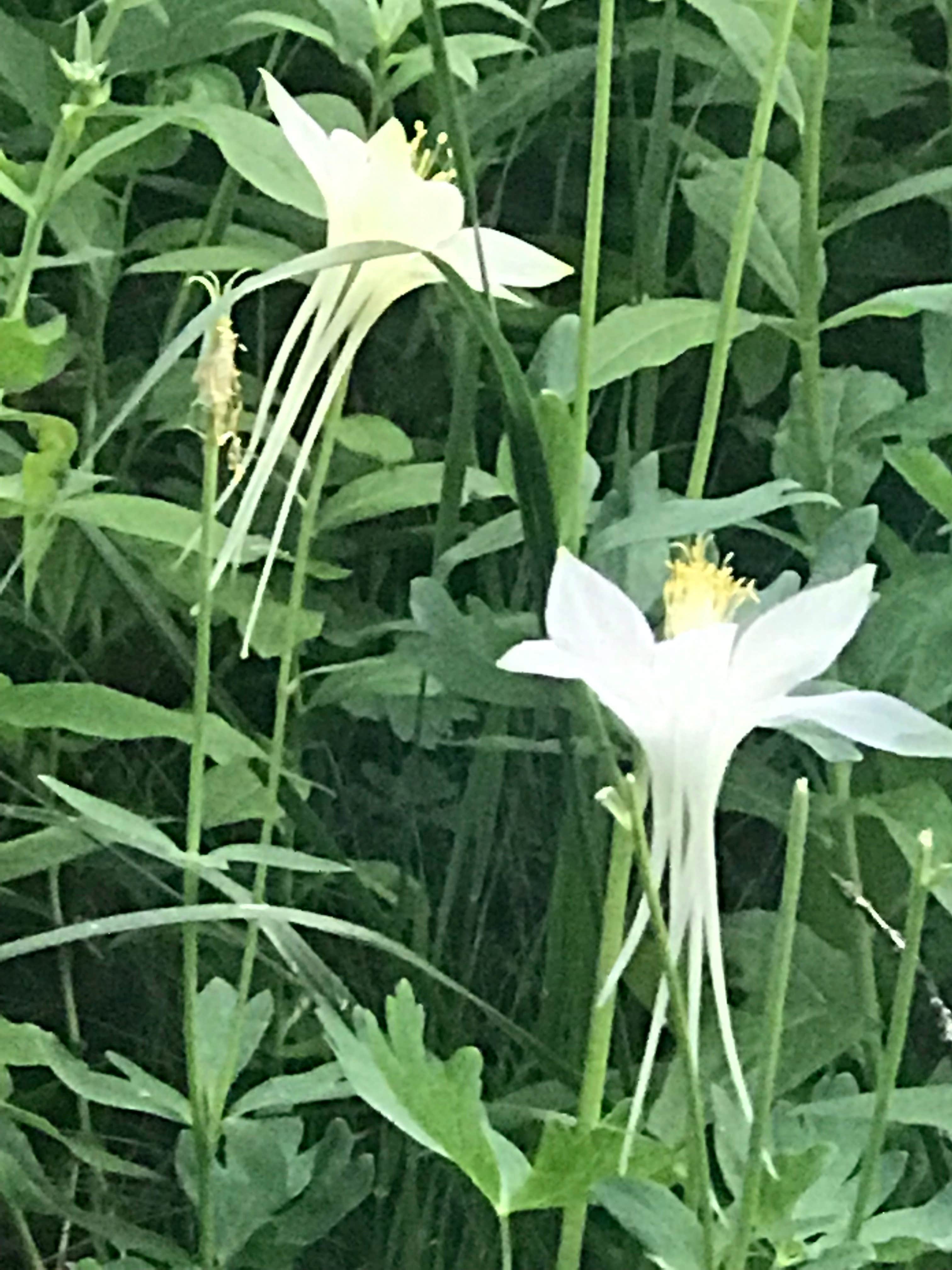 Camper-submitted photo at Monte Cristo near Randolph, UT