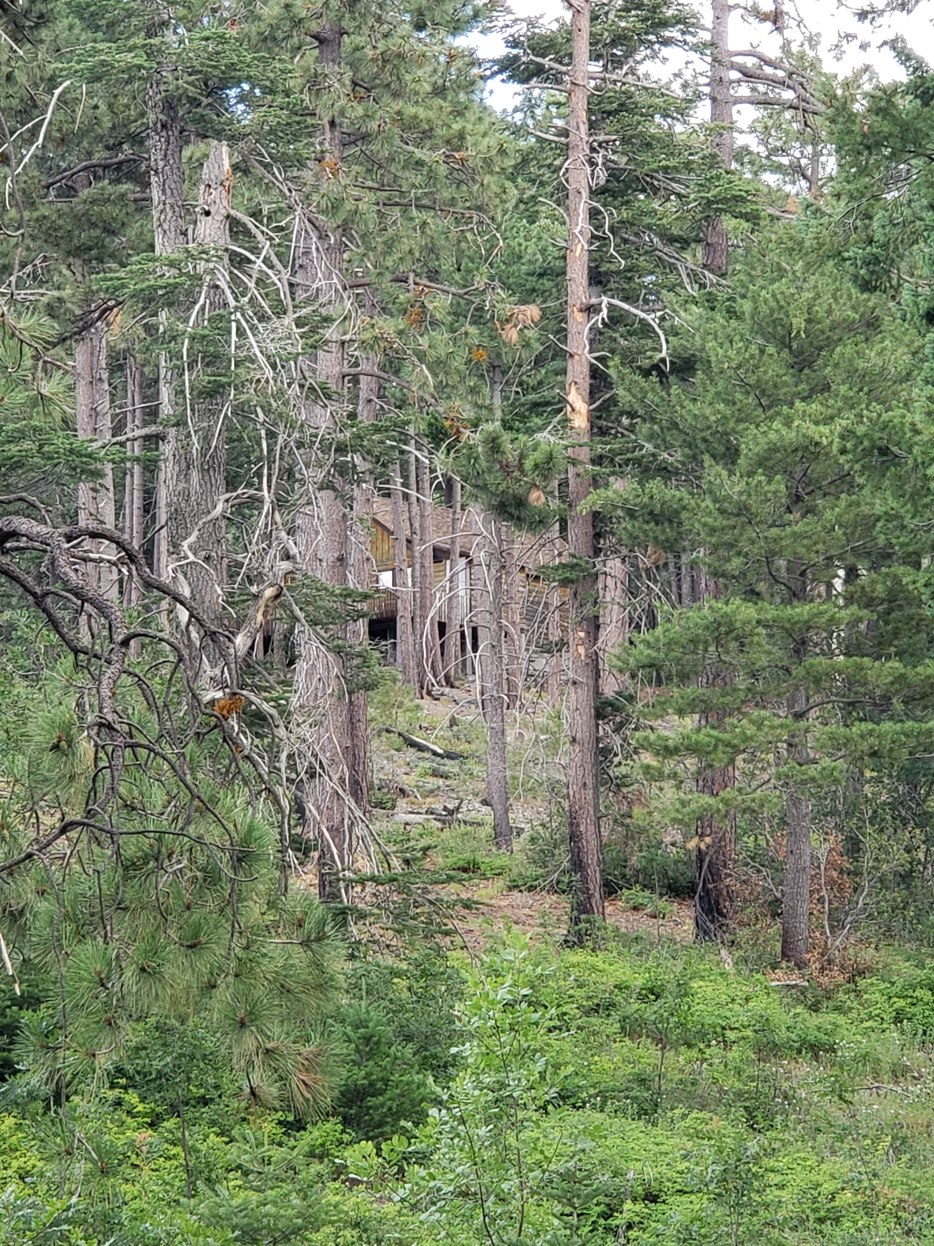 Camper submitted image from Sulphide Del Rey Campground - 3