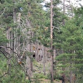 Nice pine trees