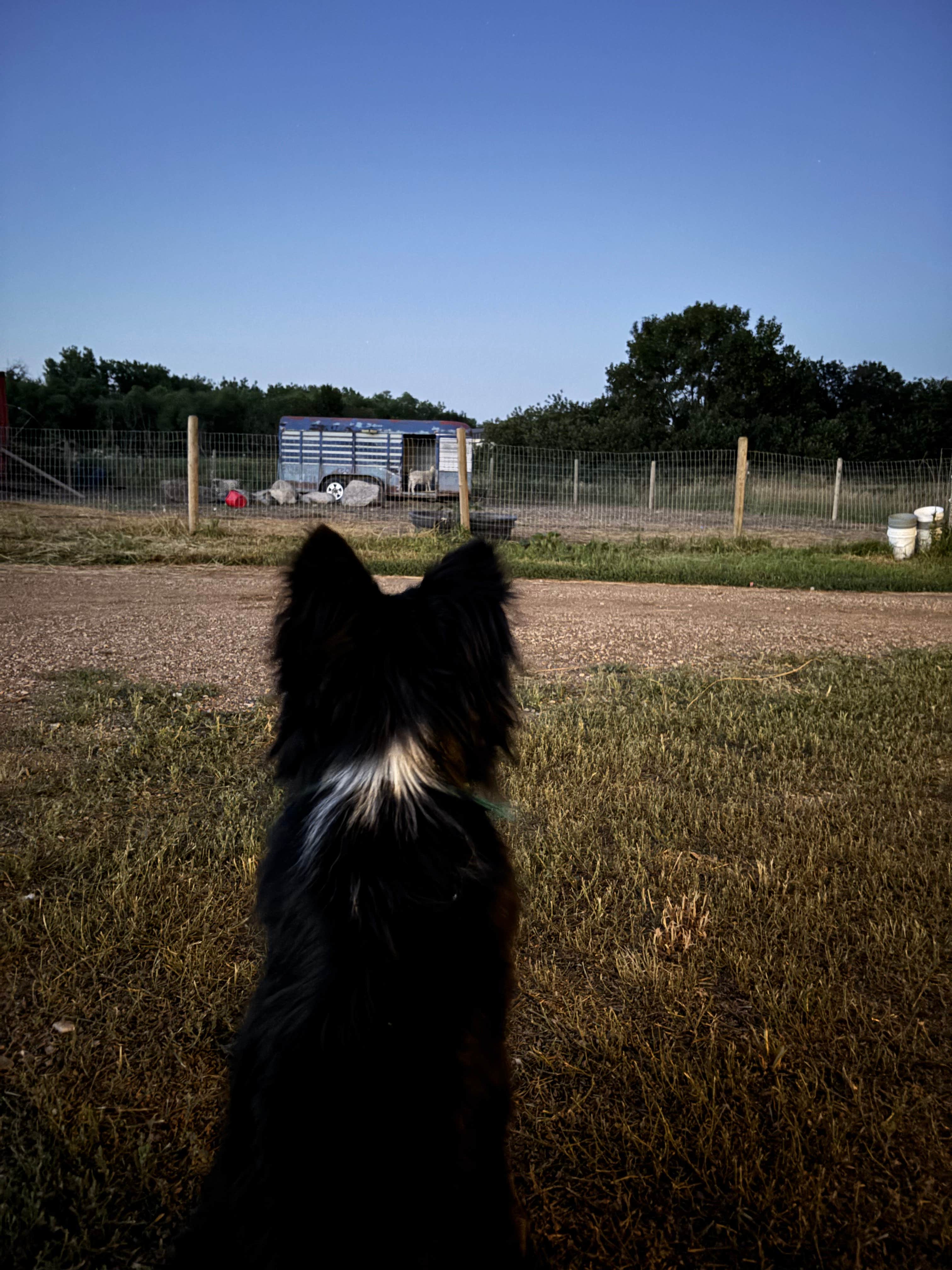 Debt F.'s photo of camping with pets at Goat Crossing Camp near Lake Oahe