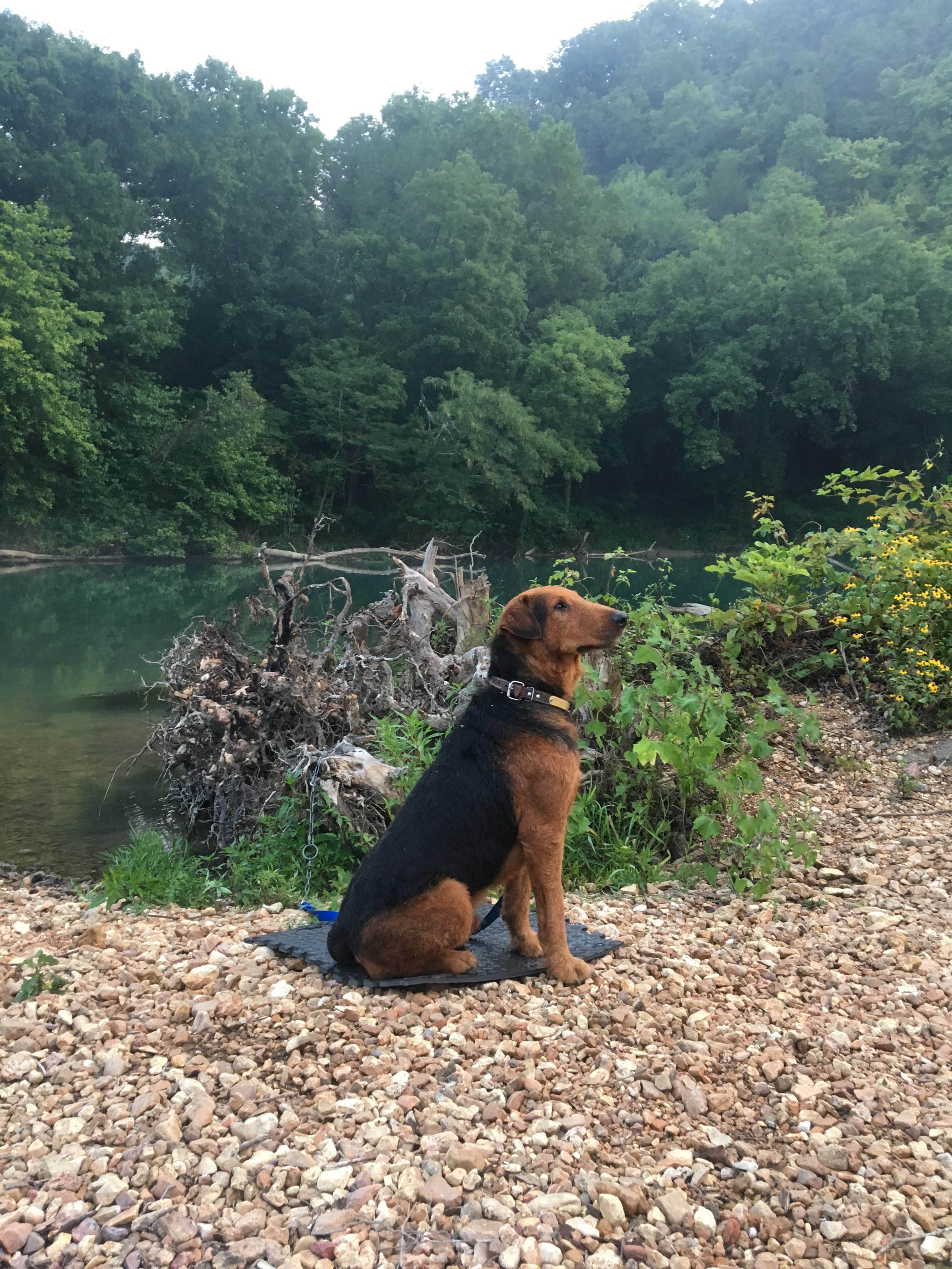 Elisha  P.'s photo of camping with pets at Richard's Canoe Rental & Campground near Mark Twain National Forest