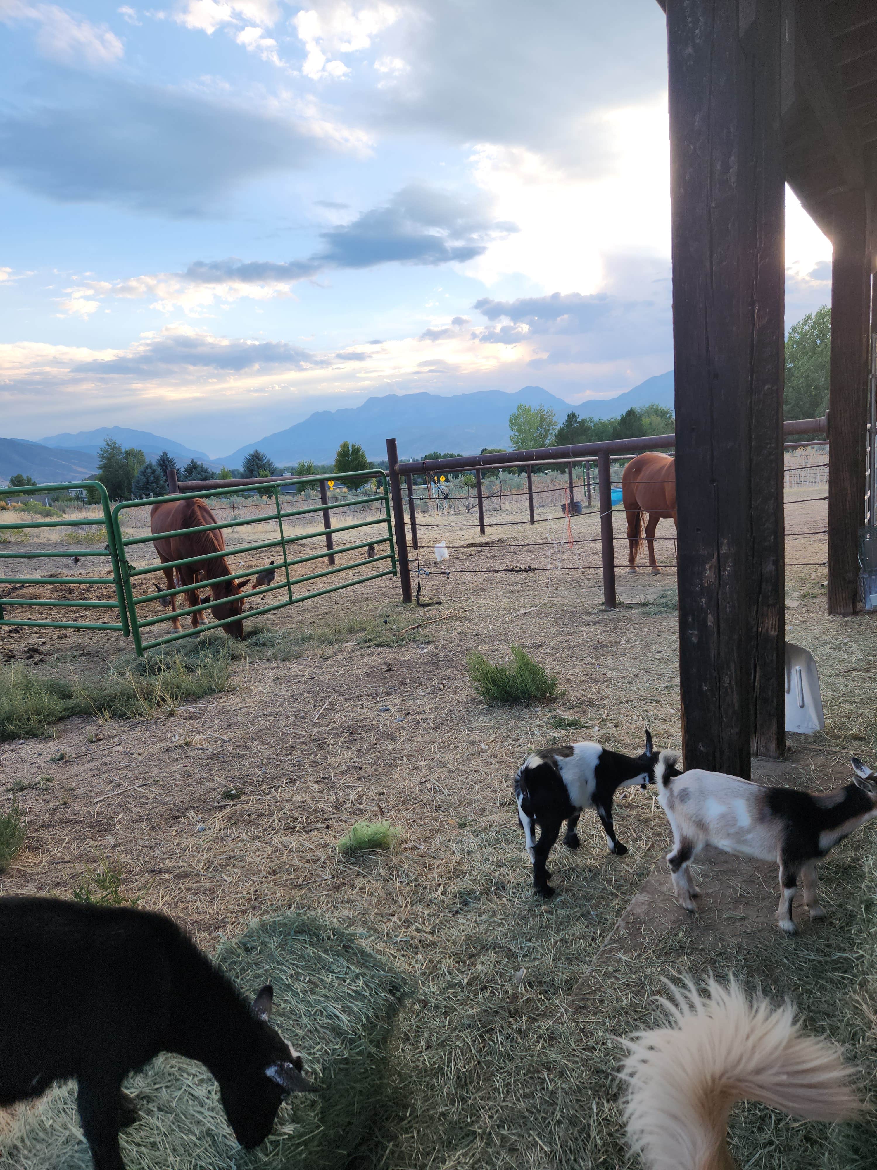 Holly M.'s photo of camping with pets at Cluckin Around Farm near Snowbird, UT