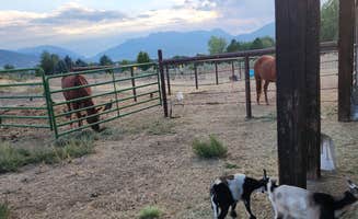 Holly M.'s photo of camping with pets at Cluckin Around Farm near Coalville, UT