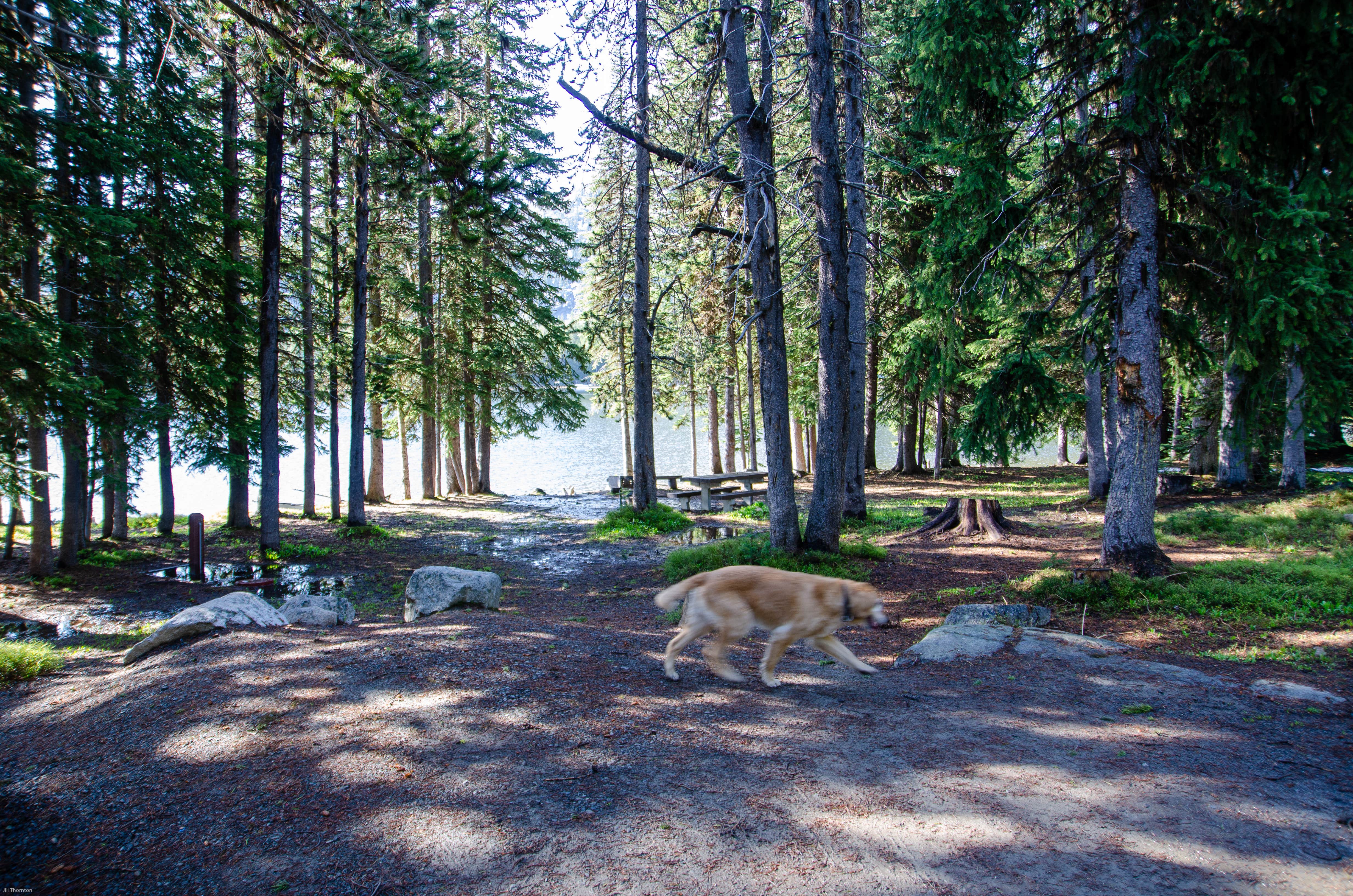 Jill T.'s photo of camping with pets at Anthony Lake Campground near Baker City, OR