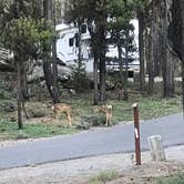 Review photo of Crane Prairie Campground by Sheena C., July 30, 2019