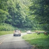 Review photo of Balsam Mountain Campground — Great Smoky Mountains National Park by Christina  Z., July 30, 2019