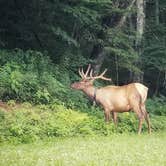 Review photo of Balsam Mountain Campground — Great Smoky Mountains National Park by Christina  Z., July 30, 2019