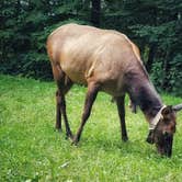 Review photo of Balsam Mountain Campground — Great Smoky Mountains National Park by Christina  Z., July 30, 2019