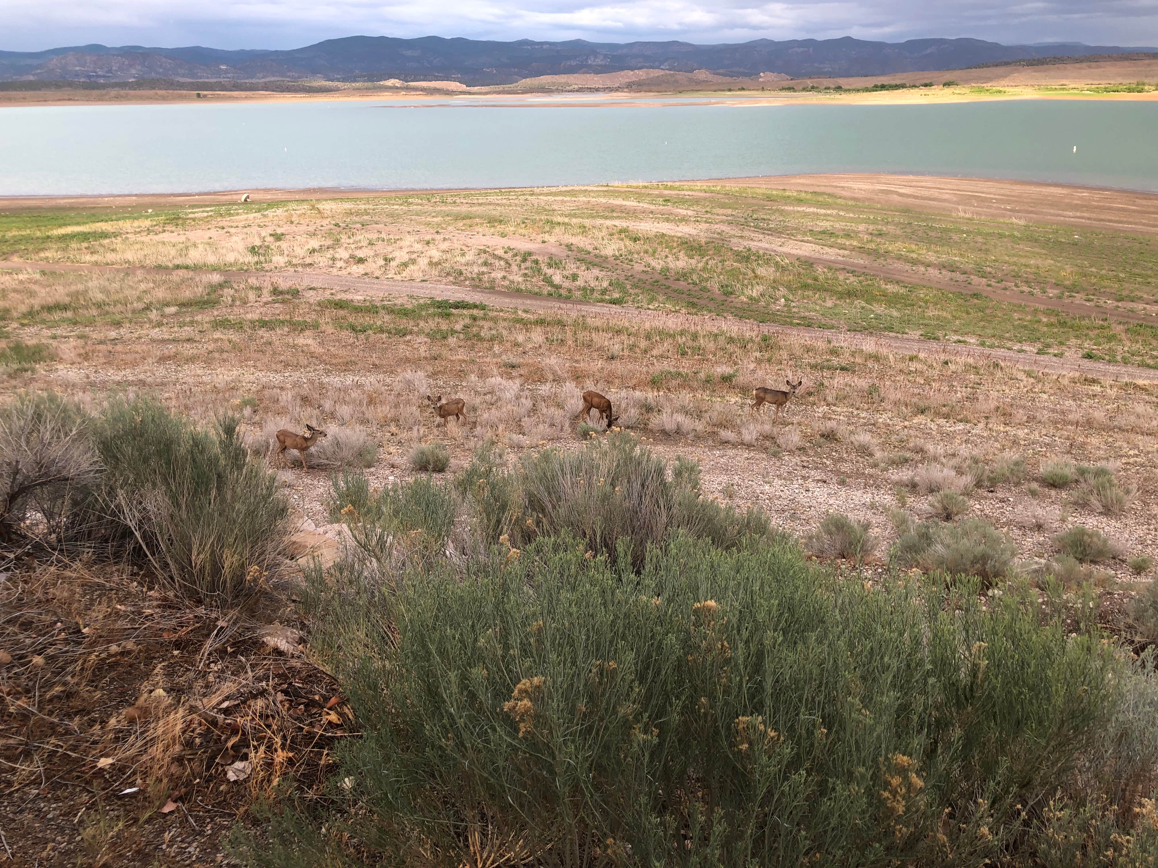 Abner H.'s photo of camping with pets at Oasis Campground — Yuba State Park near Manti, UT