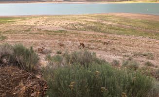 Abner H.'s photo of camping with pets at Oasis Campground — Yuba State Park near Sigurd, UT