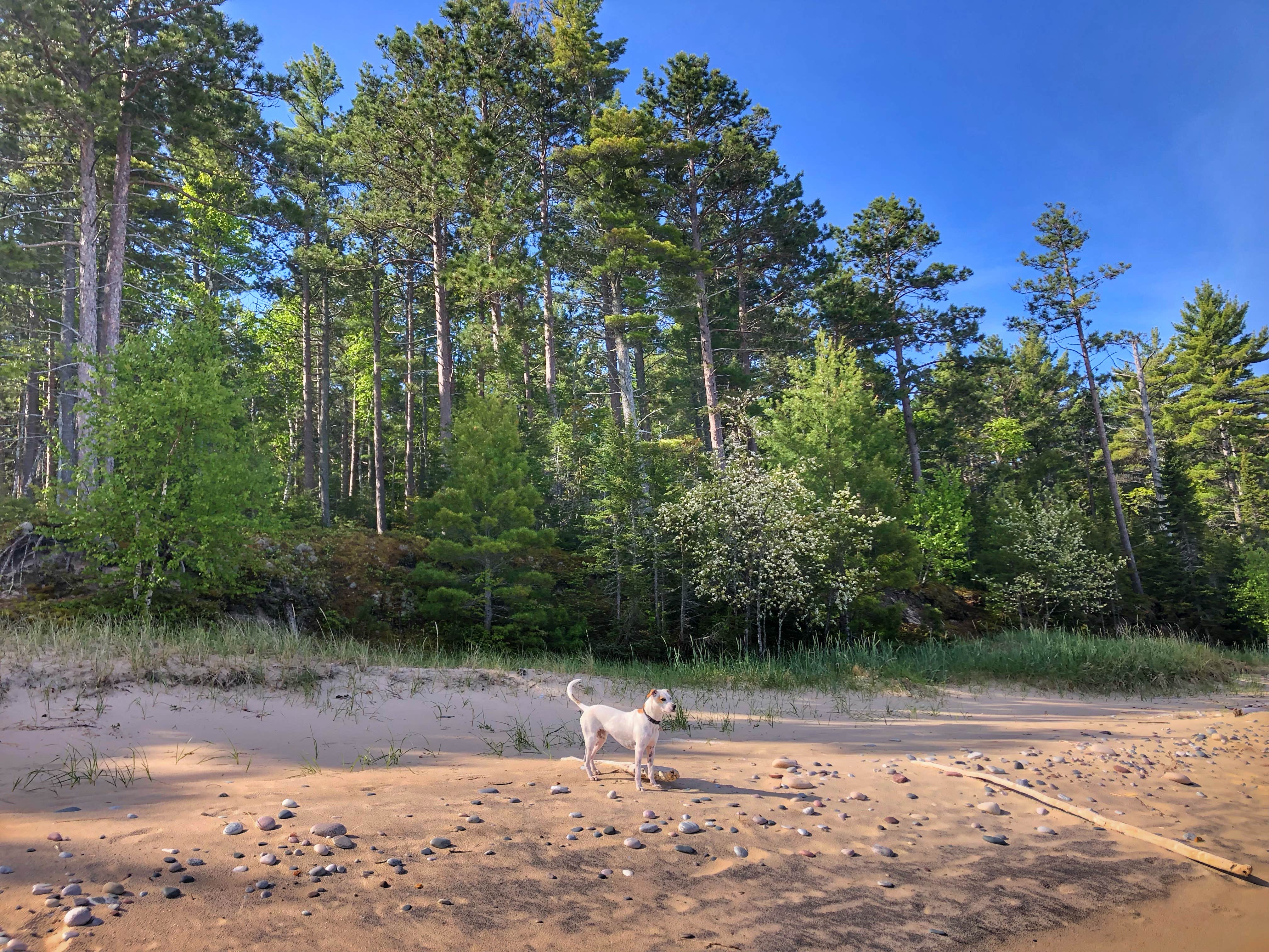 Dickie H.'s photo of camping with pets at Twelvemile Beach Campground — Pictured Rocks National Lakeshore near Pictured Rocks National Park