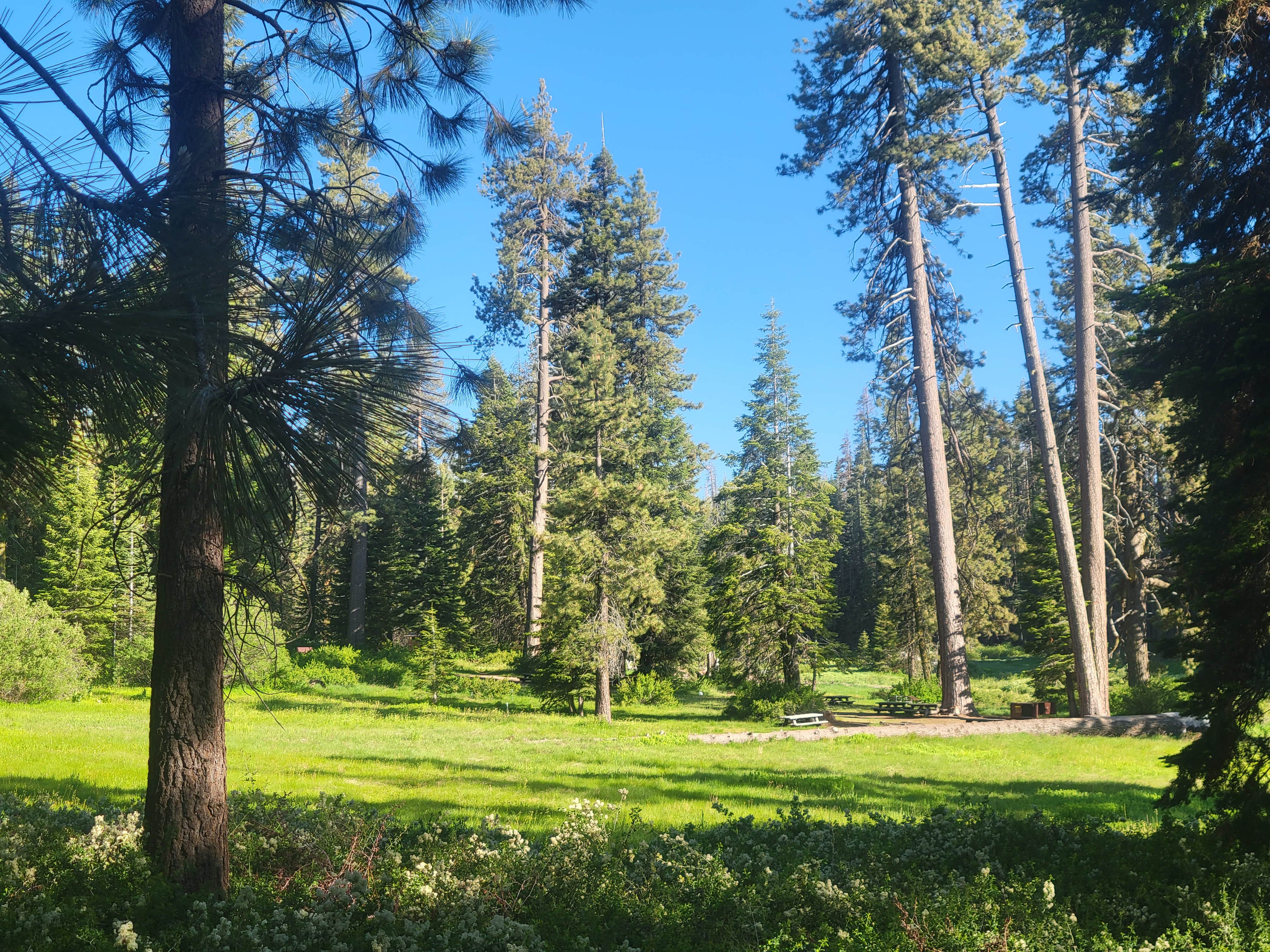 Camper submitted image from Sequoia National Forest Quaking Aspen Campground - 4