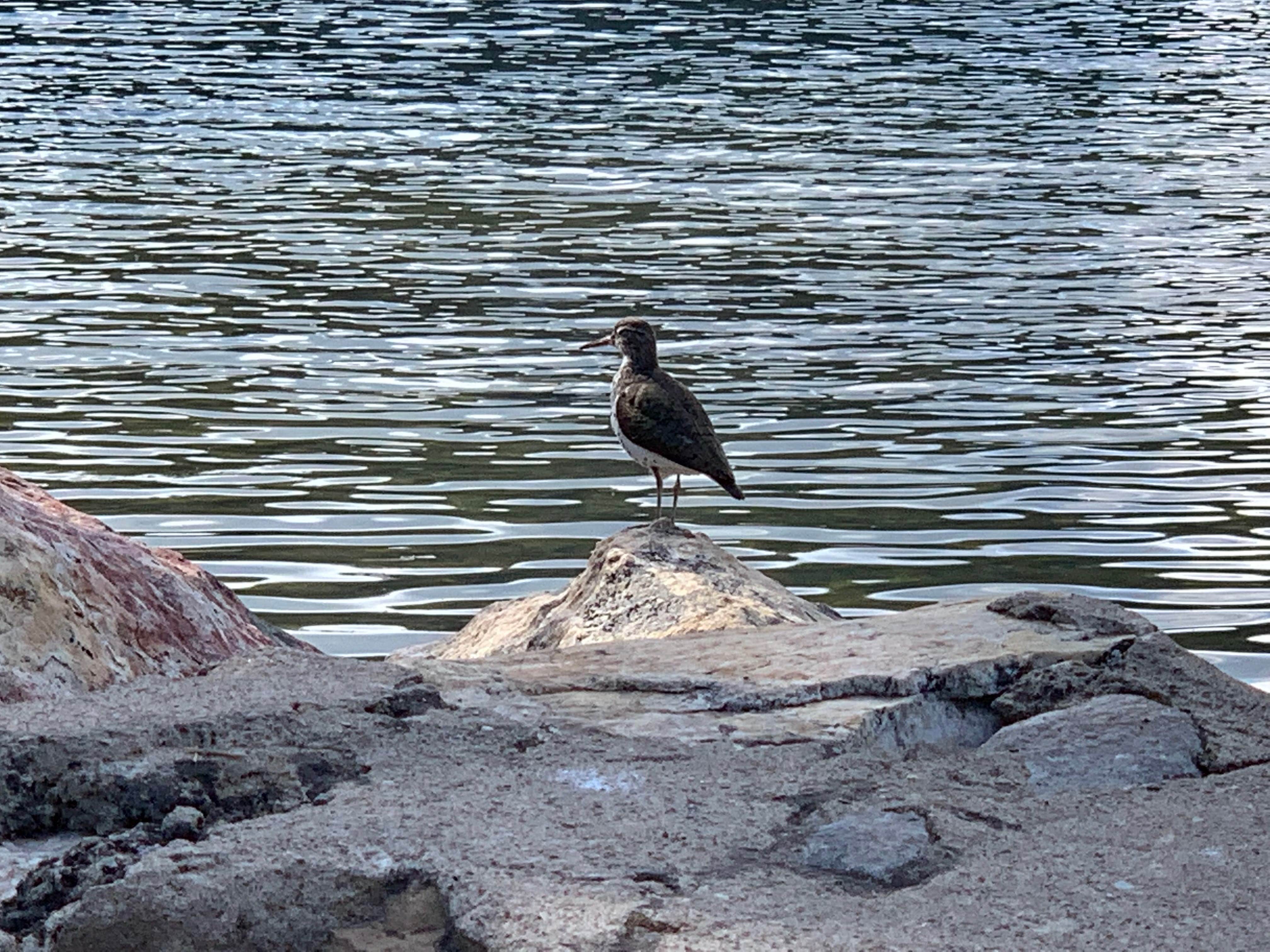 Camper-submitted photo at Tony Grove Lake near Lewiston, UT
