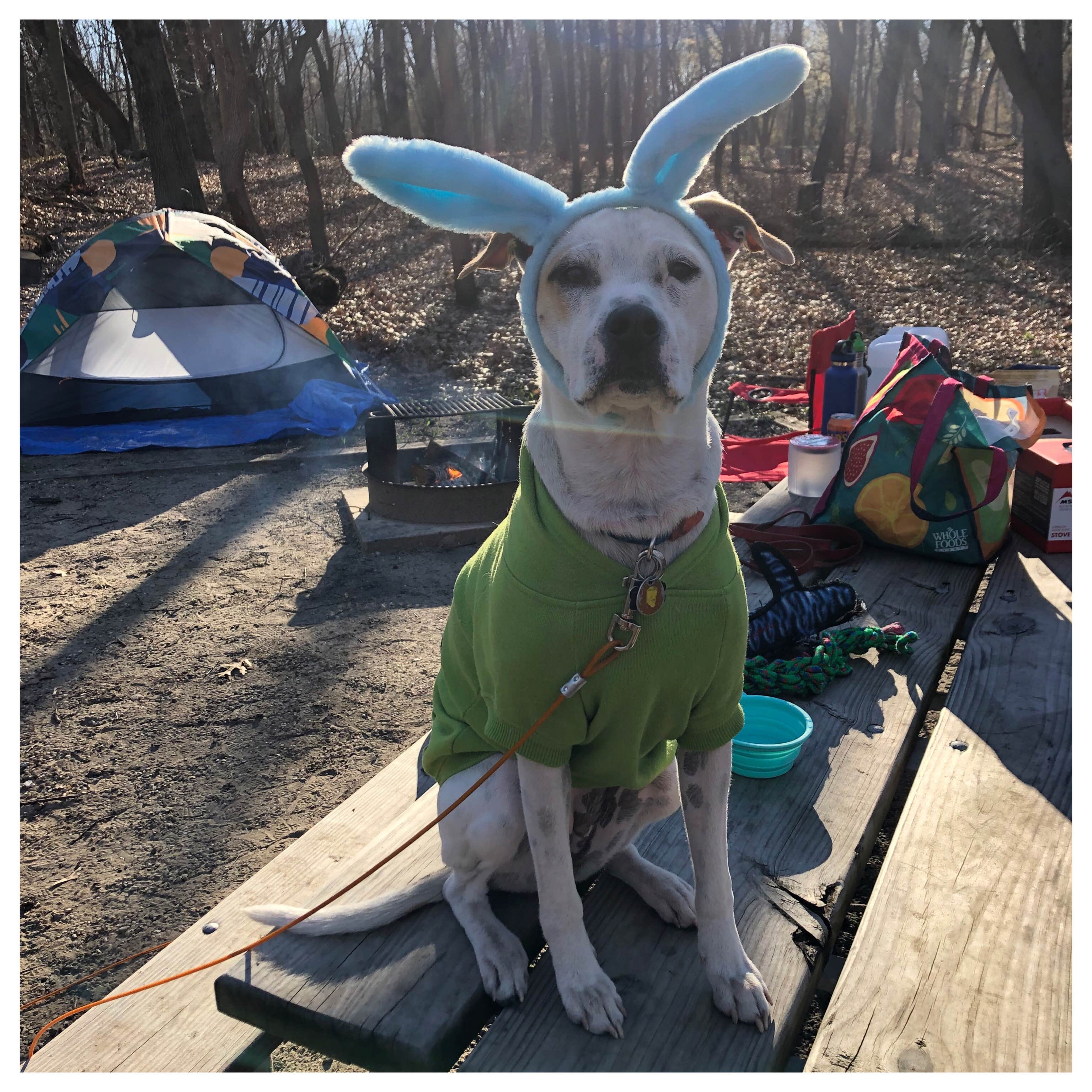 Dickie H.'s photo of camping with pets at Dunewood Campground — Indiana Dunes National Park near Olympia Fields, IL
