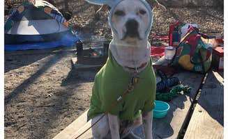 Dickie H.'s photo of camping with pets at Dunewood Campground — Indiana Dunes National Park near Indiana Dunes National Park
