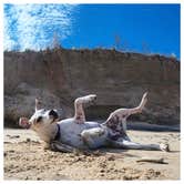 Review photo of Dunewood Campground — Indiana Dunes National Park by Dickie H., July 30, 2019