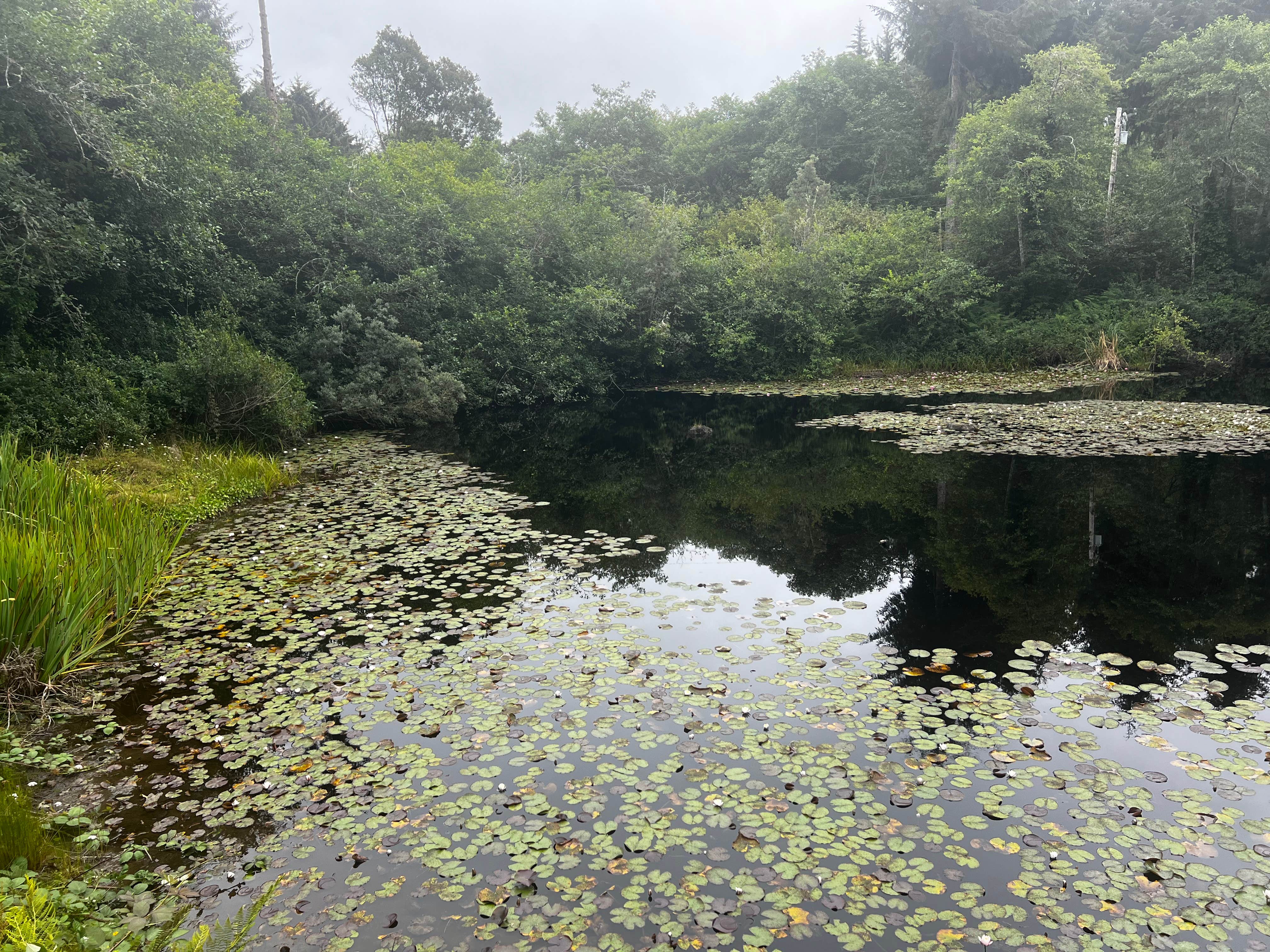 Camper-submitted photo at Azalea Glen RV Park & Campground near Trinidad, CA
