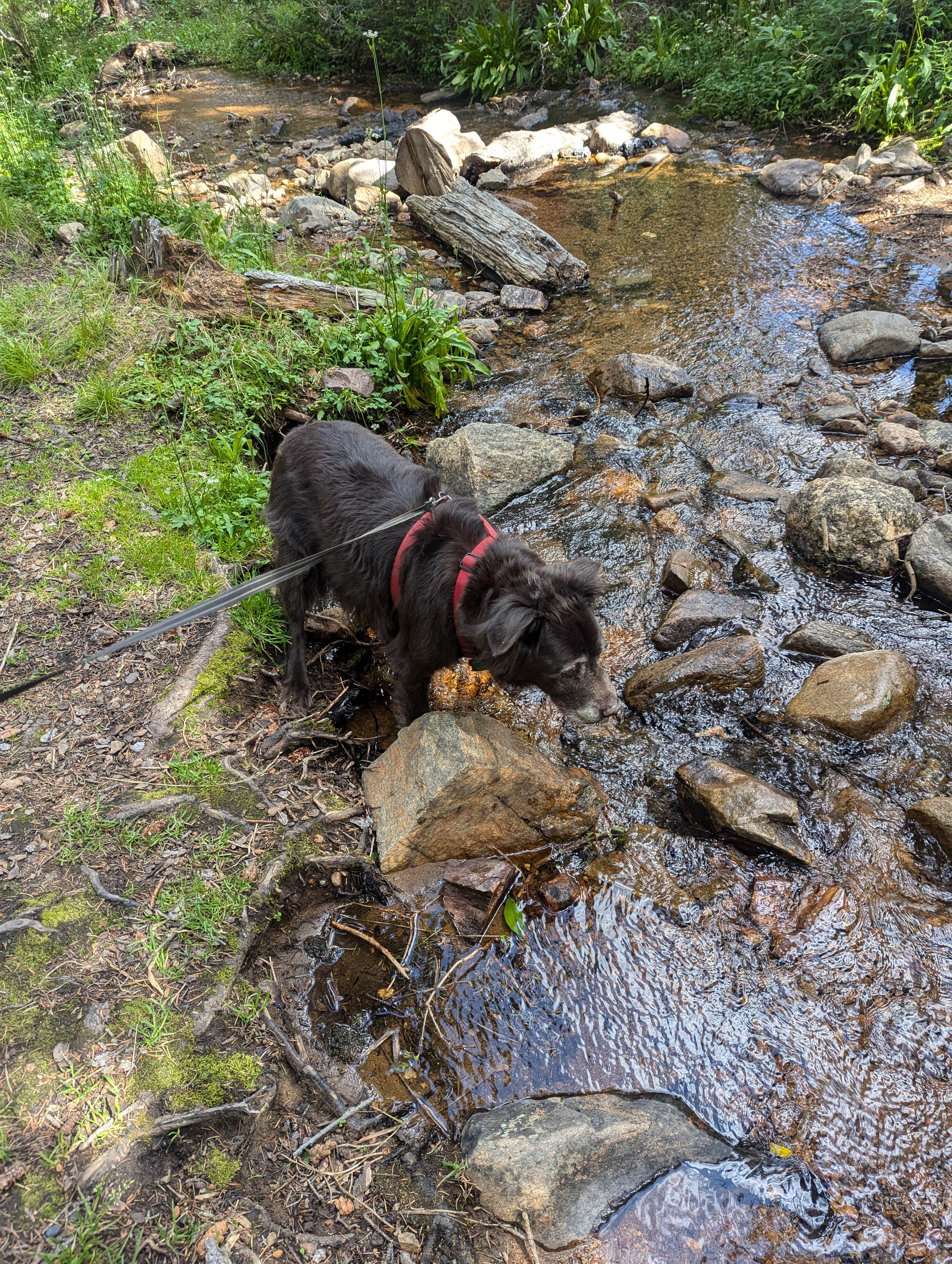 Christina K.'s photo of camping with pets at Guanella Pass Campground near Silver Plume, CO