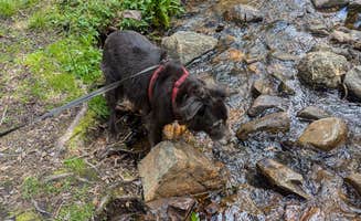 Christina K.'s photo of camping with pets at Guanella Pass Campground near Georgetown, CO