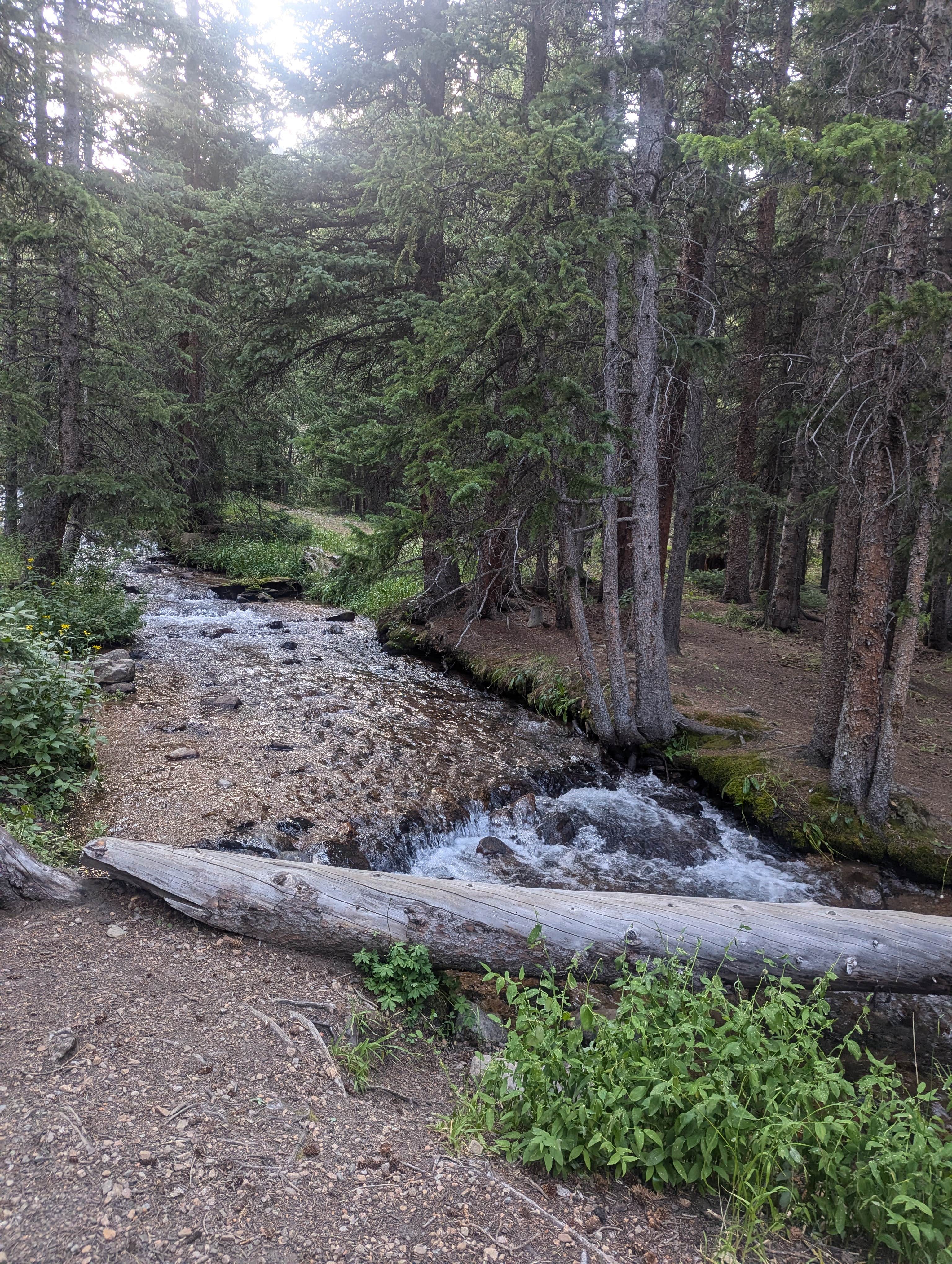 Camper submitted image from Guanella Pass Campground - 3
