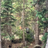Review photo of Allenspark Dispersed Camping by Ben O., July 21, 2025