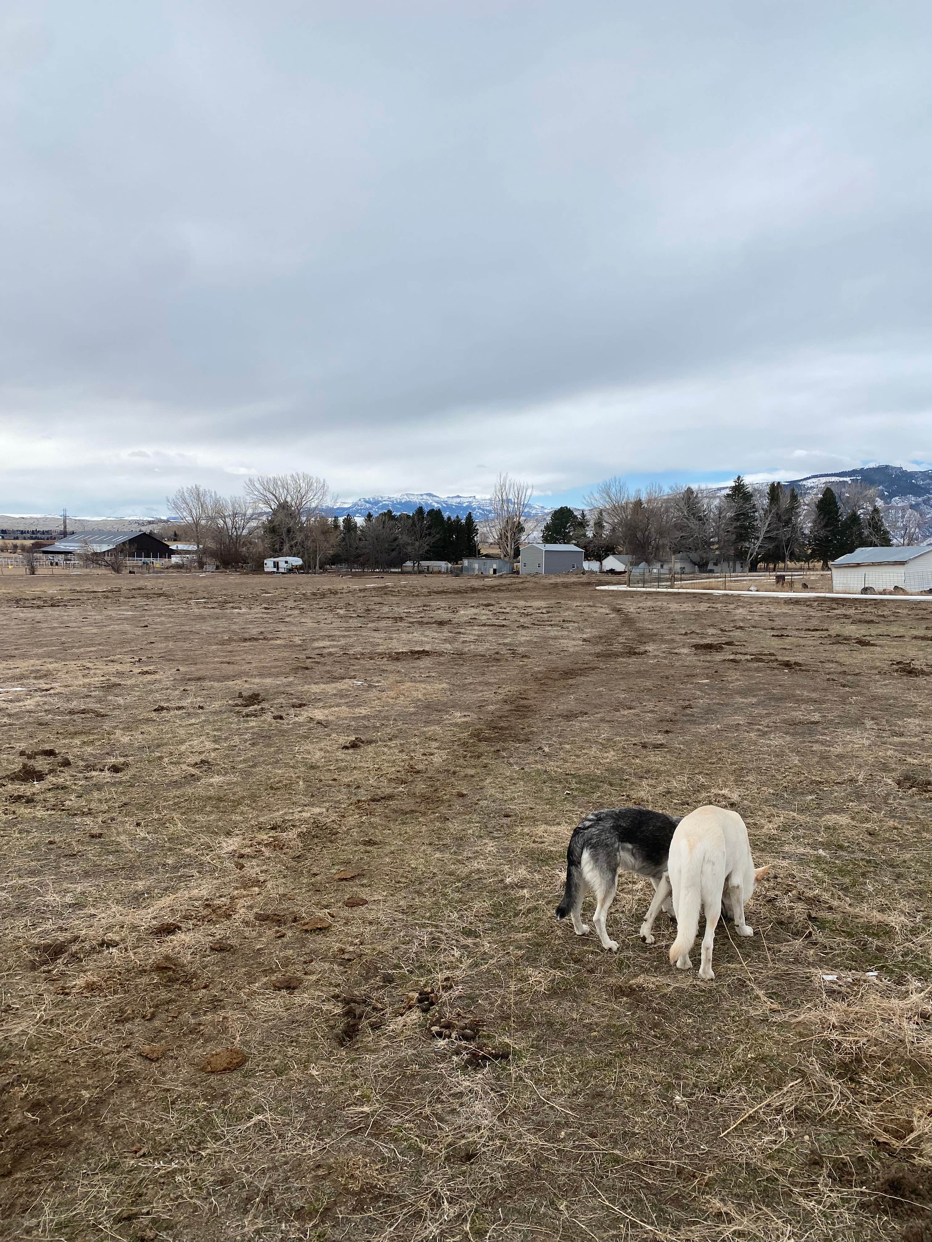 John Y.'s photo of camping with pets at Silverside near Meeteetse, WY