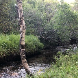 Creek behind site