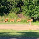 Review photo of Sequoyah Bay Marina and Cabins — Sequoyah Bay State Park by Jeff R., July 25, 2019