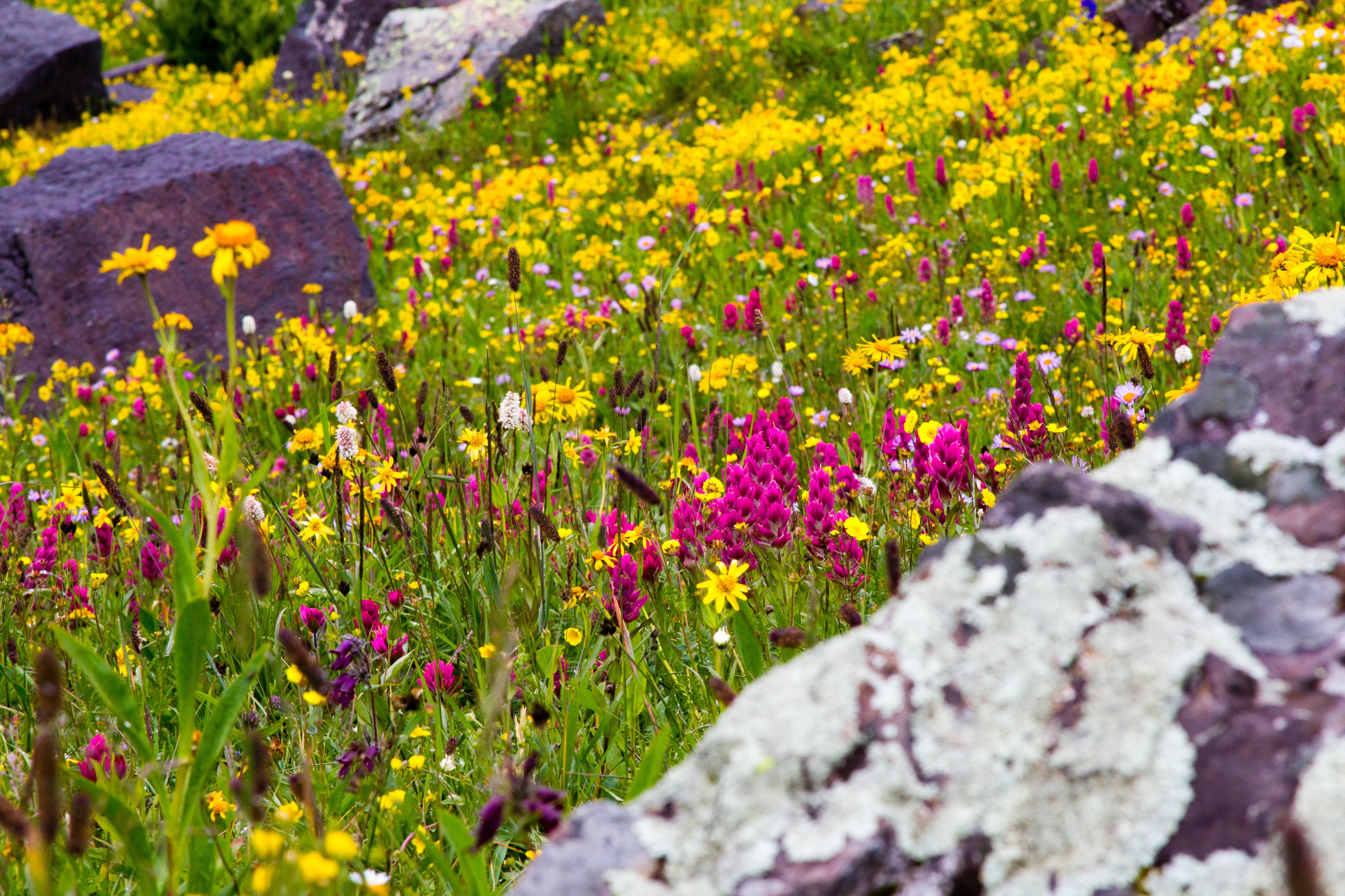 Nature