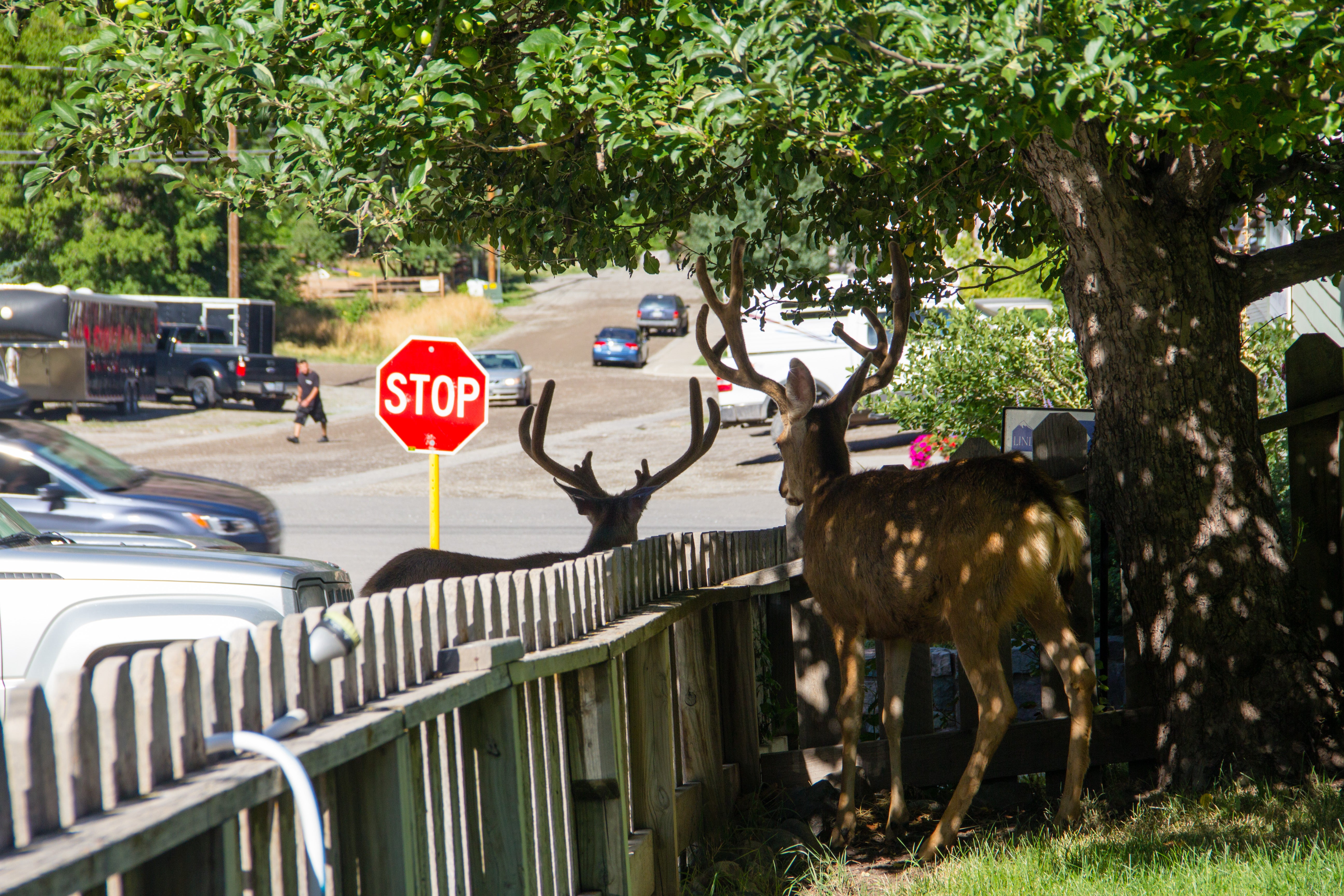 Deer throughout campground and town
