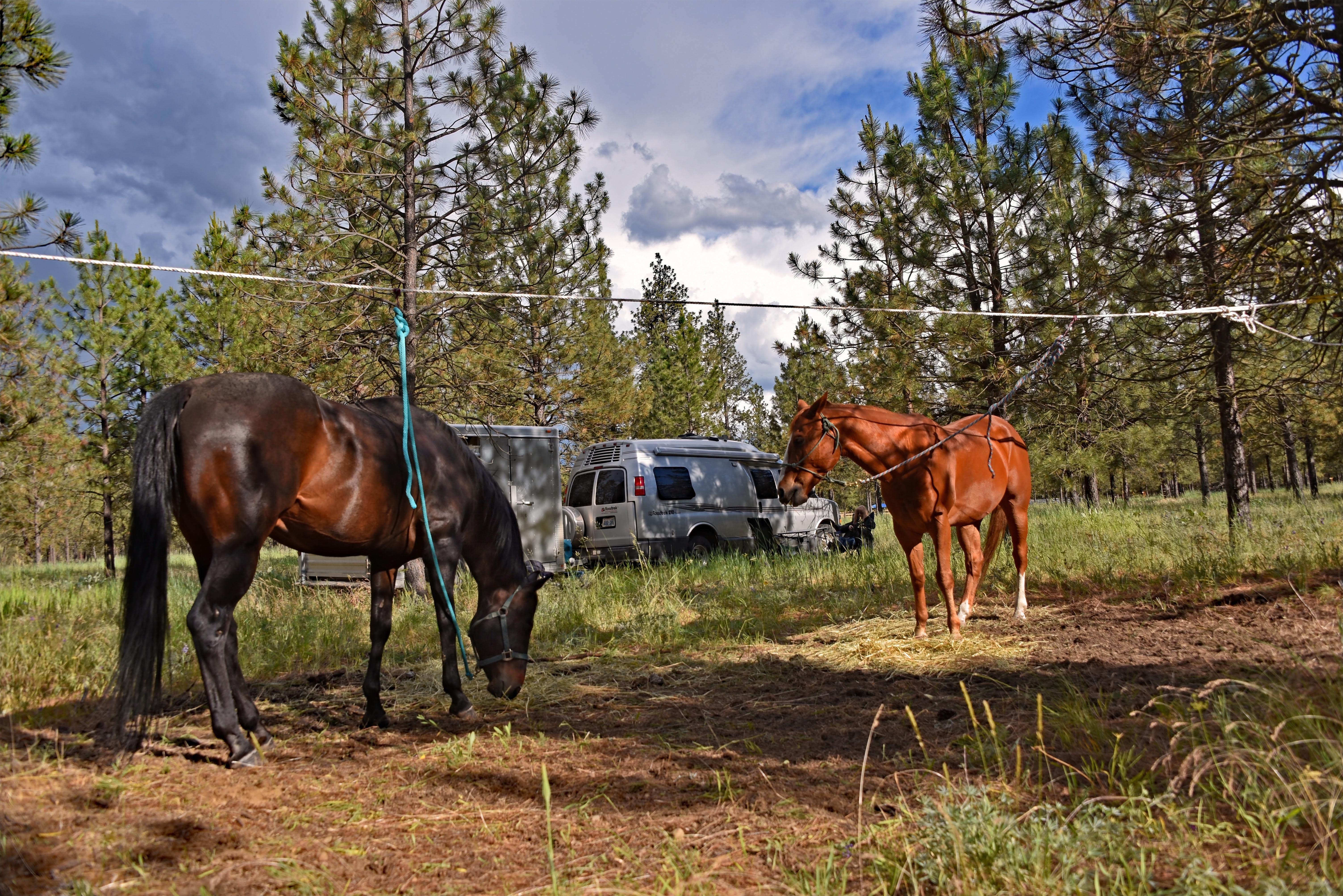 Gary M.'s photo of camping with a horse at Bowl and Pitcher Campground — Riverside State Park near Athol, ID