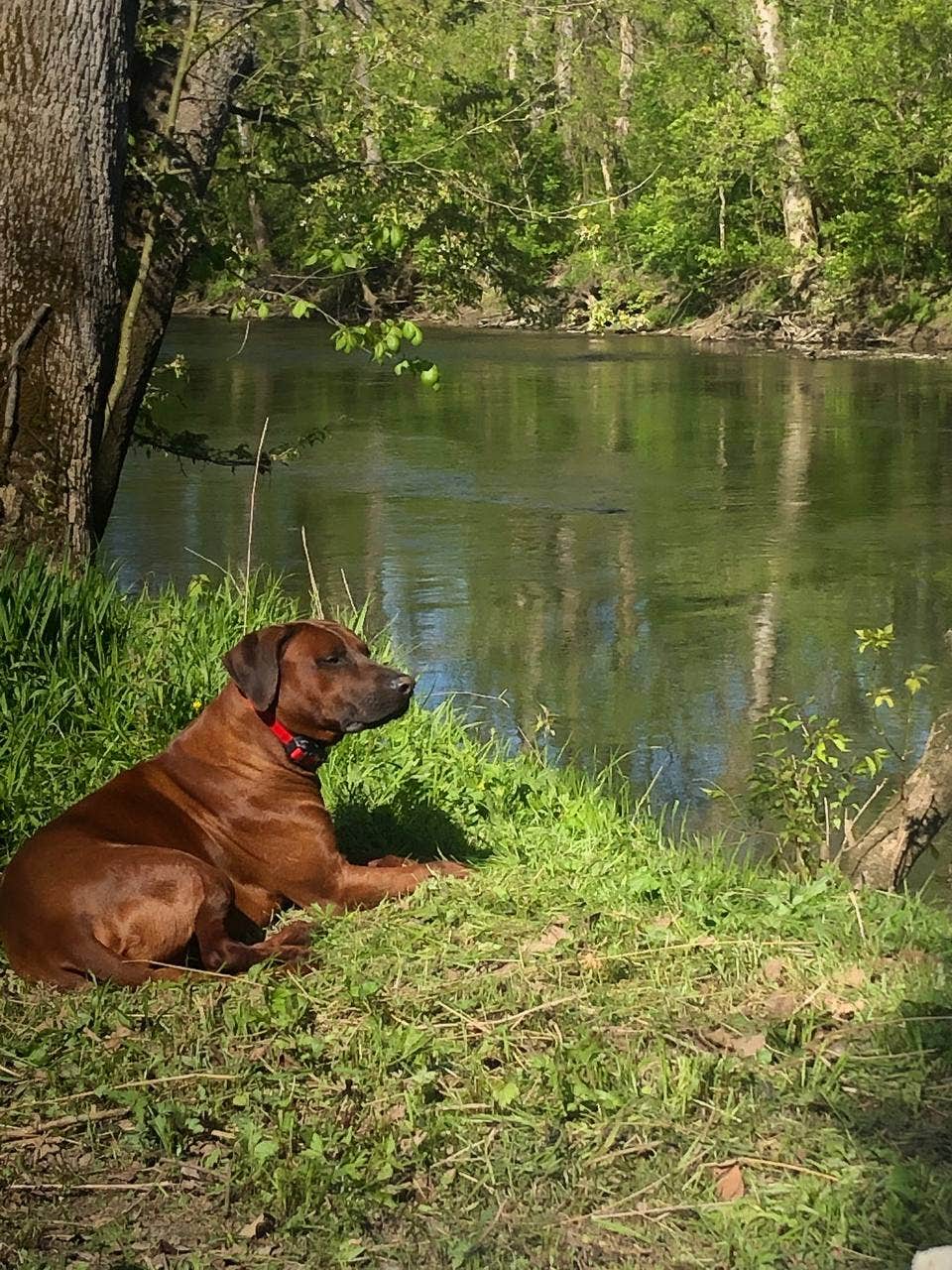Crystal B.'s photo of camping with pets at The Hidden Gem near New Castle, IN