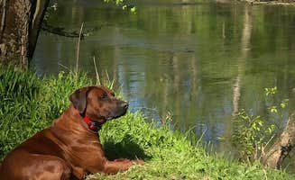 Crystal B.'s photo of camping with pets at The Hidden Gem near New Castle, IN