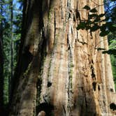 Review photo of North Grove Campground — Calaveras Big Trees State Park by Arleine V., July 31, 2019