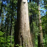 Review photo of North Grove Campground — Calaveras Big Trees State Park by Arleine V., July 31, 2019