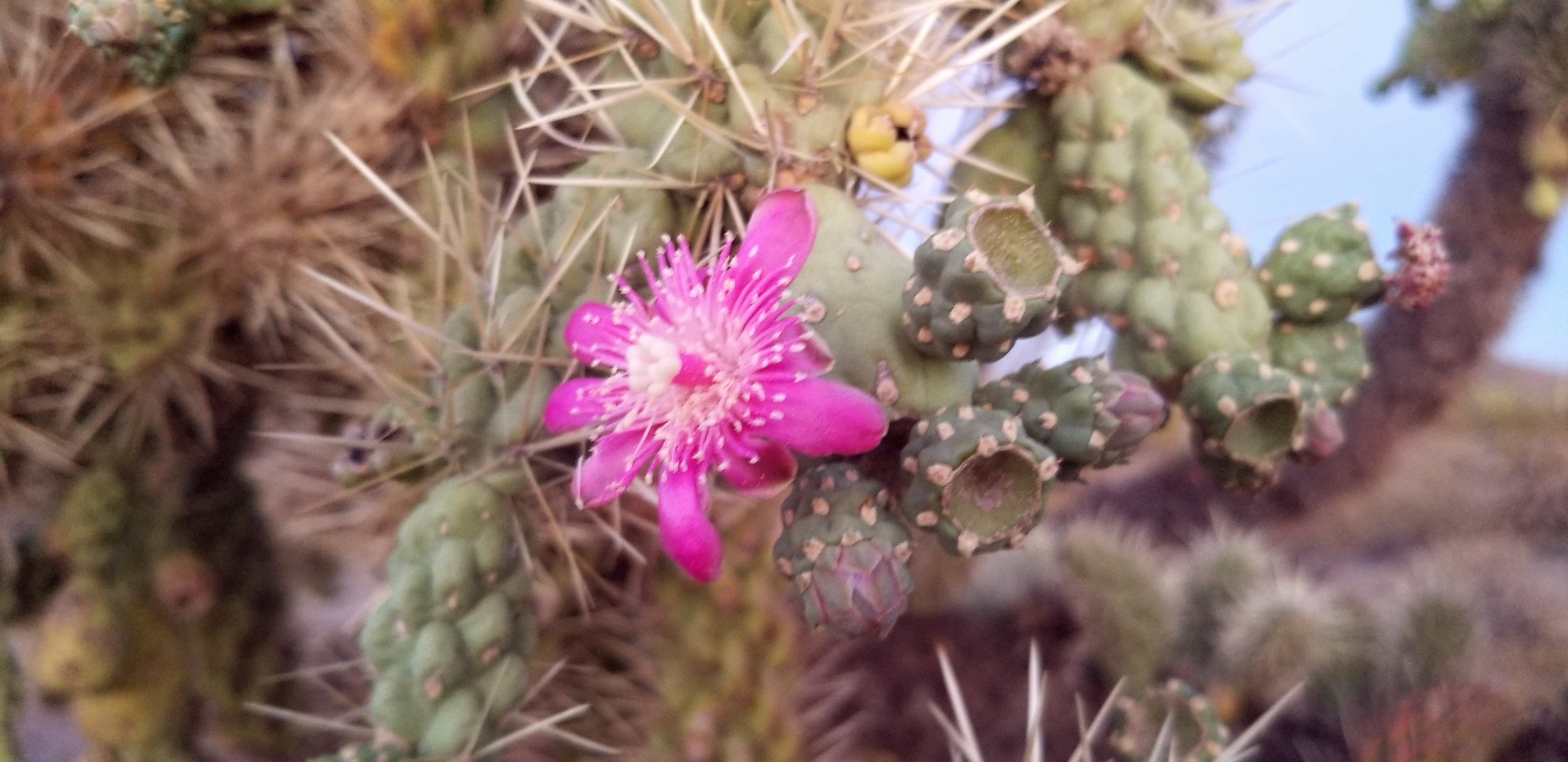 The amazing flower of the Teddy Bear Cactus.
