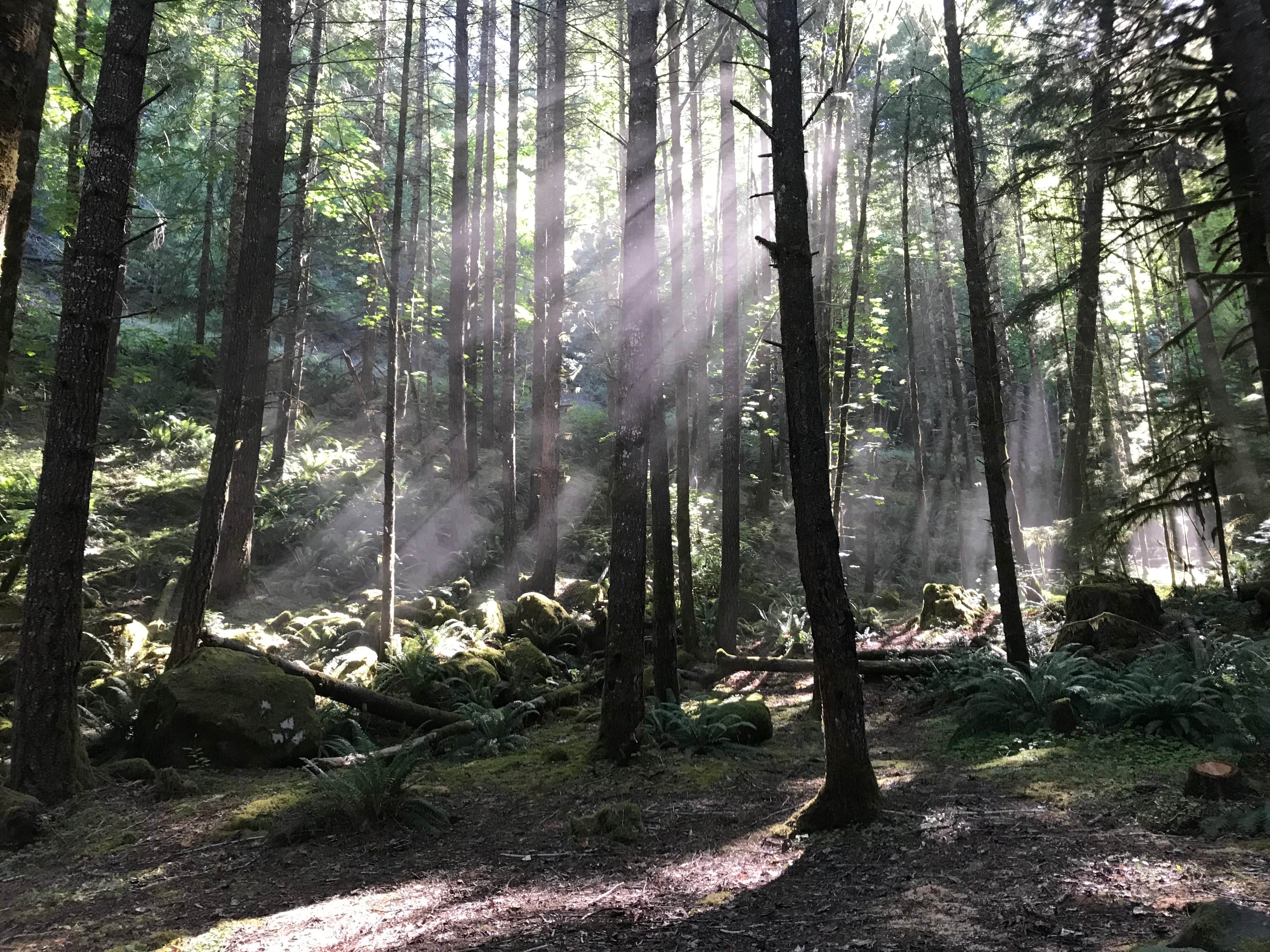 There is a gravel road behind the campsite that kicks up a little dust – it leads to another campground where the camphost stays. It sees very limited traffic, however.