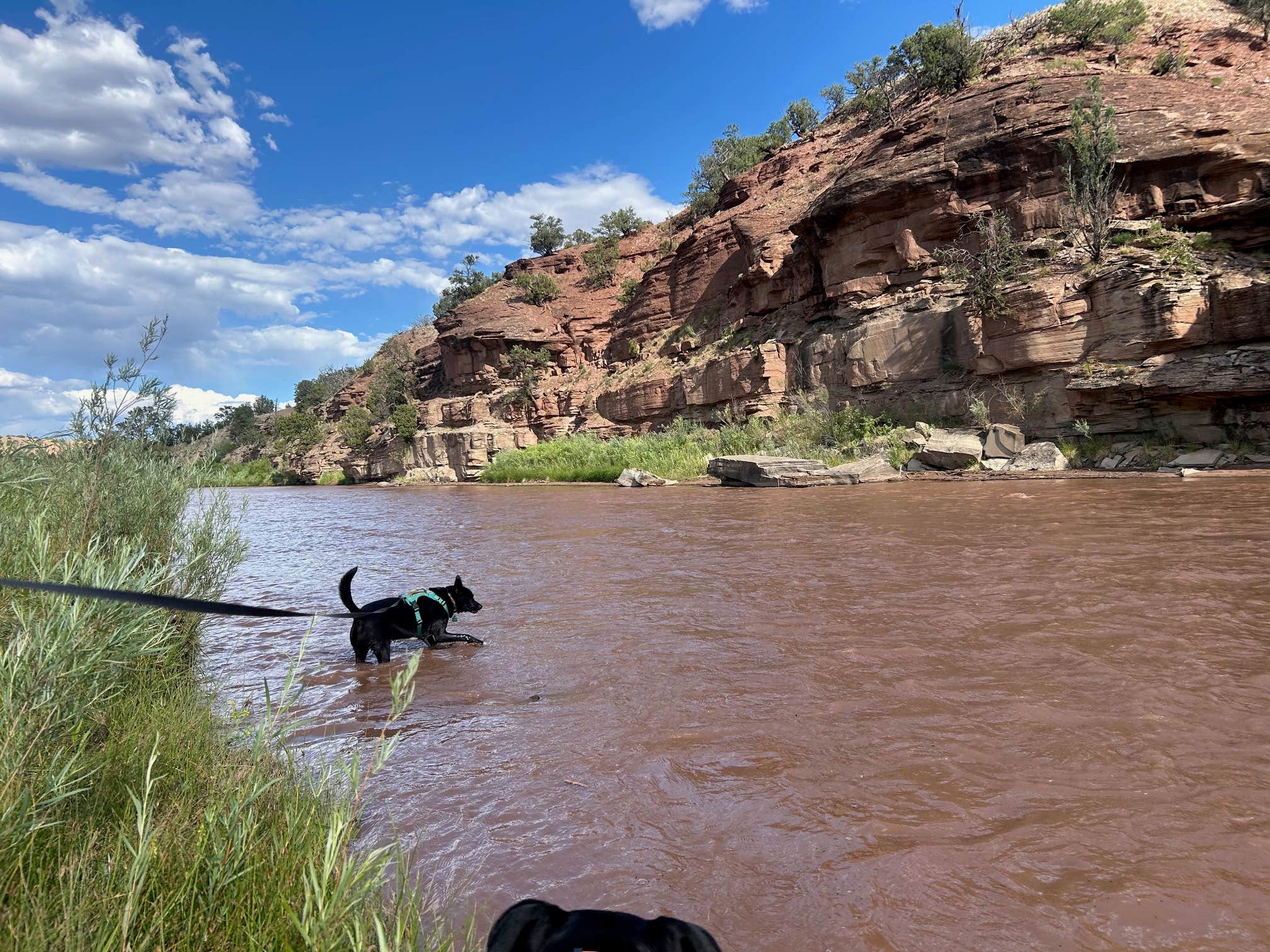 Andrea P.'s photo of camping with pets at Whirlpool Dispersed Camping Area near Cuba, NM