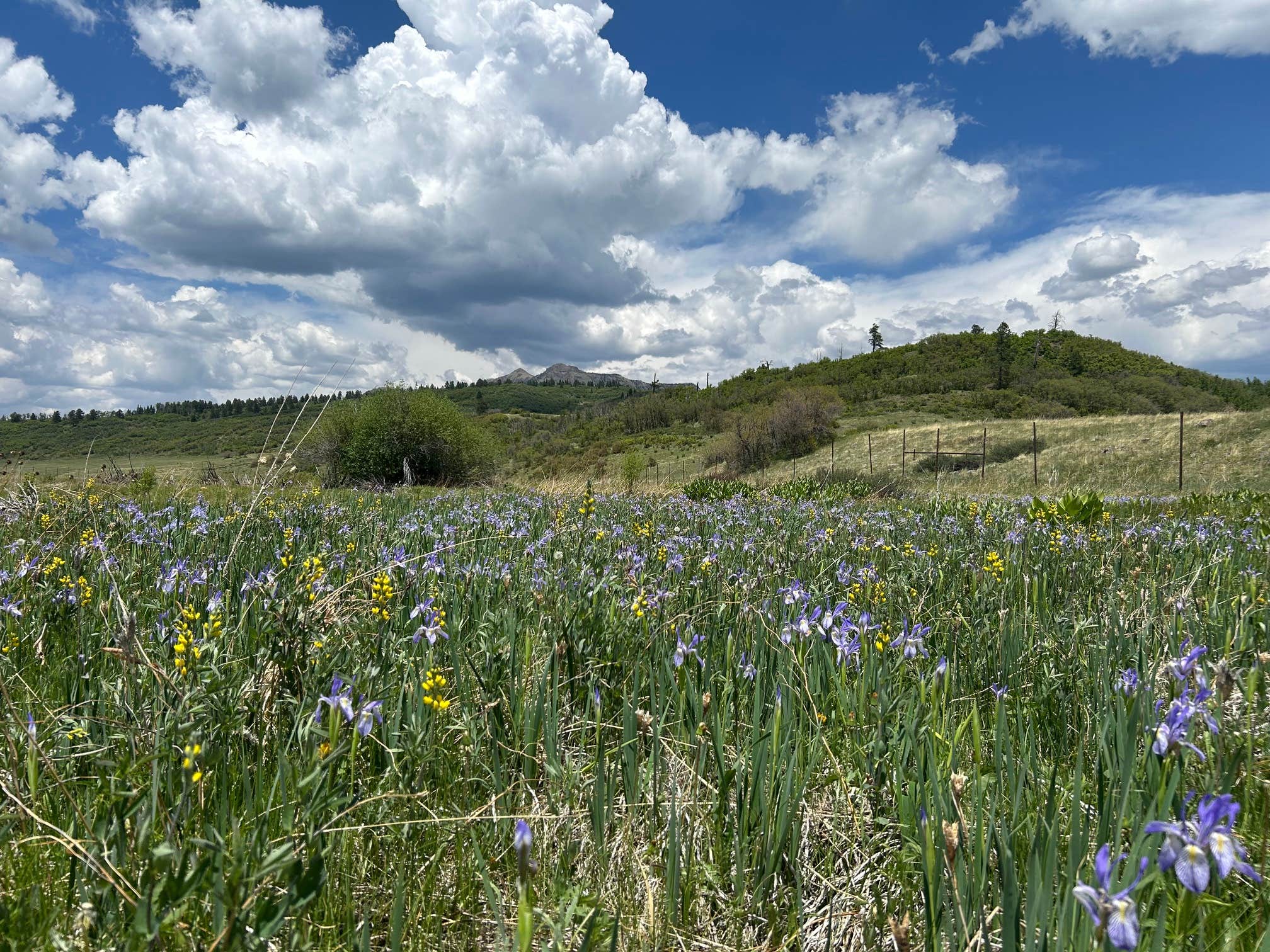 Andrea P.'s photo of a dispersed camping area at Edward Sargeant Wildlife Management Area near Pagosa Springs, CO