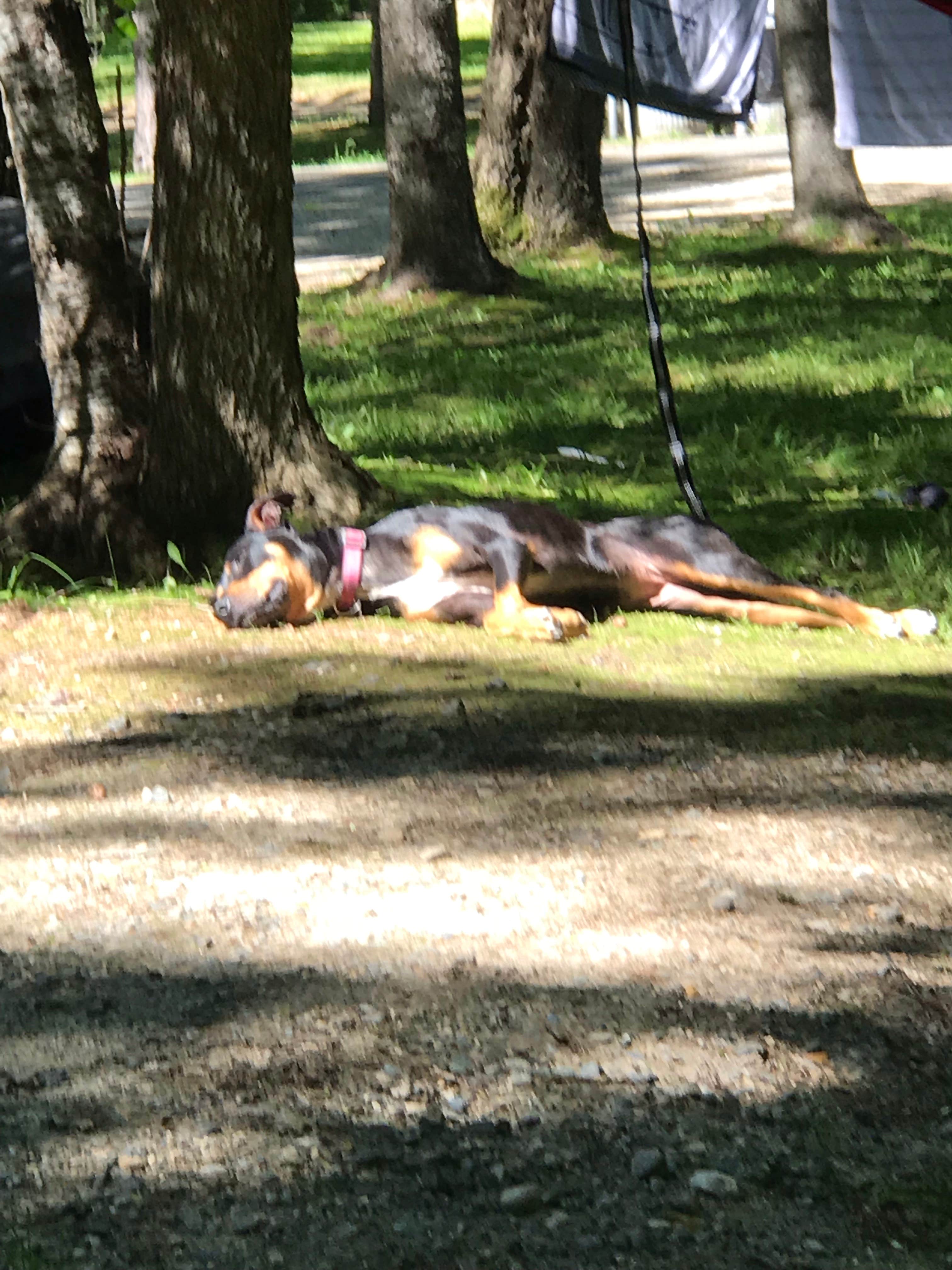 Nick K.'s photo of camping with pets at Leech Lake Recreation Area & Campground near Blackduck, MN