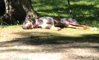 Nick K.'s photo of camping with pets at Leech Lake Recreation Area & Campground near Bigfork, MN