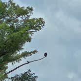Review photo of South Campground — Reelfoot Lake State Park by Tom B., July 29, 2025