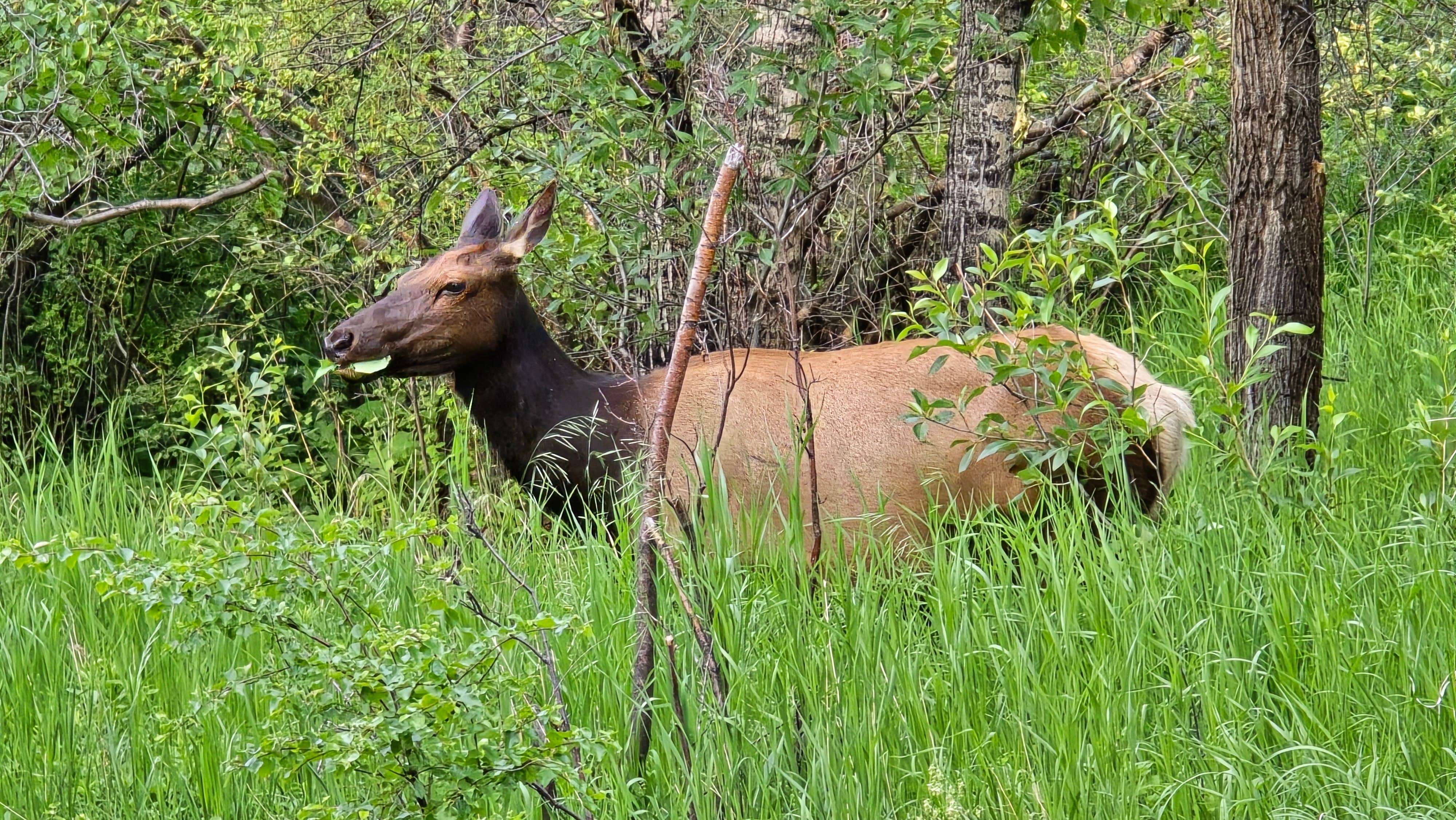 Camper-submitted photo at Paradise on the River near Glen Haven, CO